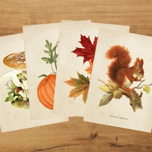 Cartes postales botaniques - Coffret automne | Album | colimaçon | millésime | Automne | Citrouille | Feuilles | Champignon | « Écureuil » par Bramblewoods