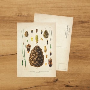 postale avec impression botanique antique | pomme de pin | colimaçon | de Bramblewoods