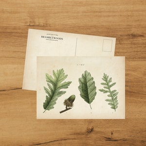 postale avec impression botanique antique | Feuilles de chêne | colimaçon | de Bramblewoods