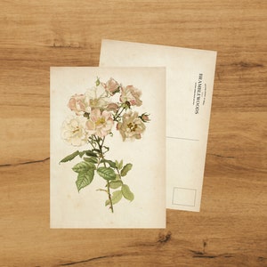 Postcard with Antique Botanical Print | Blush Rose | Snailmail | by Bramblewoods