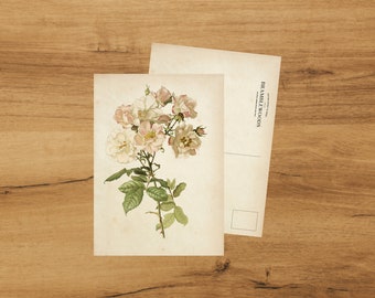 Postcard with Antique Botanical Print | Blush Rose | Snailmail | by Bramblewoods