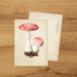 Cartolina con stampa botanica antica / Agarico / Fungo / Posta Lumaca / di Bramblewoods
