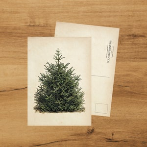 postale avec impression botanique antique | Sapin de Noël | colimaçon | de Bramblewoods