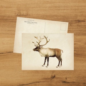 Postkarte mit antikem botanischem Druck Rentier | Schneckenpost | von Bramblewoods