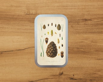 Aluminium Tin With Antique Botanical Print | Pinecone | Storage | Packaging  by Bramblewoods