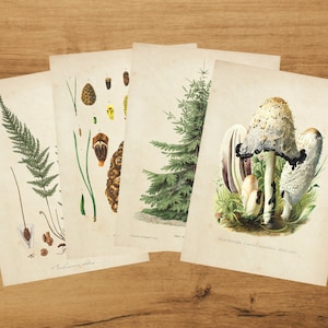 Botanical Postcards -  Forest set | Scrapbook | Snailmail | Vintage | Fern | Pinecone | Nordmann | Ink Mushroom | by Bramblewoods