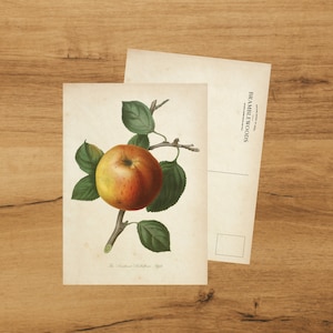 Postkarte mit antikem botanischem Druck Apfel | Schneckenpost | von Bramblewoods