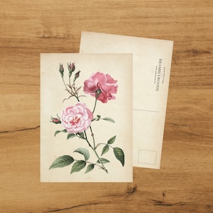 Cartolina con stampa botanica antica / Rosa / Posta Lumaca / di Bramblewoods