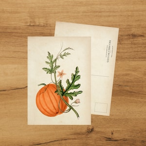 Cartolina con stampa botanica antica / Zucca / Posta Lumaca / di Bramblewoods