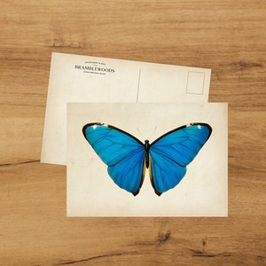 postale avec impression botanique antique | Papillon Morpho Didius | colimaçon | de Bramblewoods