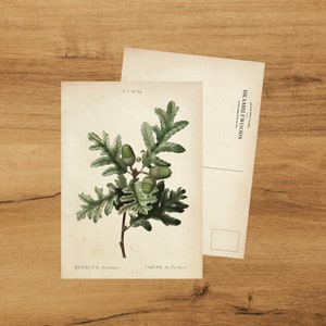 postale avec impression botanique antique | Branche de chêne pyrénéique | colimaçon | de Bramblewoods