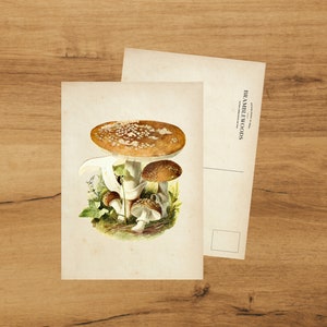 Cartolina con stampa botanica antica / Funghi autunnali / Posta lumaca / di Bramblewoods