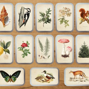 Aluminium Tin With Antique Botanical Print by Bramblewoods