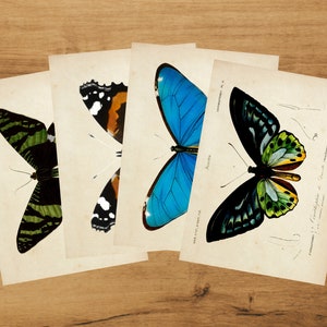 Cartes postales botaniques - Ensemble papillon | Album | colimaçon | « vintage » par Bramblewoods