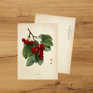 Cartolina con stampa botanica antica / Ciliegia / Posta lumache / di Bramblewoods