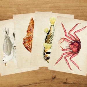 Cartes postales botaniques - Ensemble mer | Album | colimaçon | millésime | Mouette | Coquillage | Poisson-globe | Crabe| de Bramblewoods