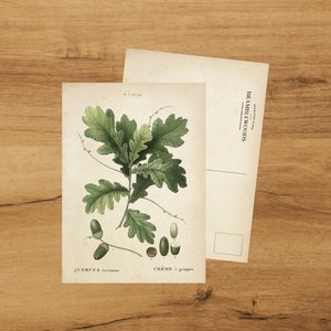 postale avec impression botanique antique | Branche de chêne racemosa | colimaçon | de Bramblewoods