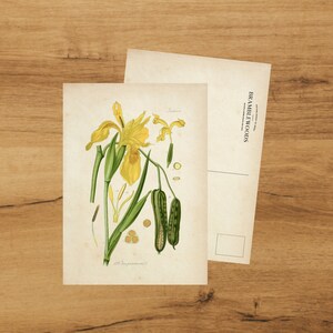postale avec impression botanique antique | Iris jaune | colimaçon | de Bramblewoods