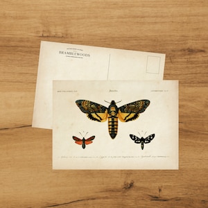 postale avec impression botanique antique | Sphinx tête de mort | colimaçon | de Bramblewoods