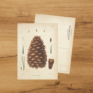 postale avec impression botanique antique | pomme de pin | colimaçon | de Bramblewoods