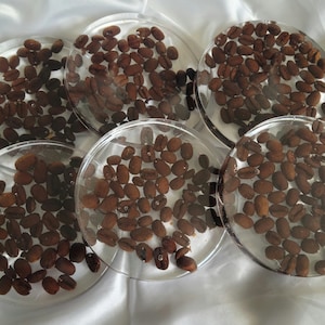 Coffee Bean Coasters