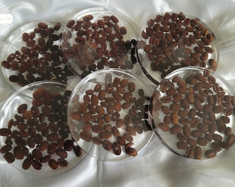 Coffee Bean Coasters