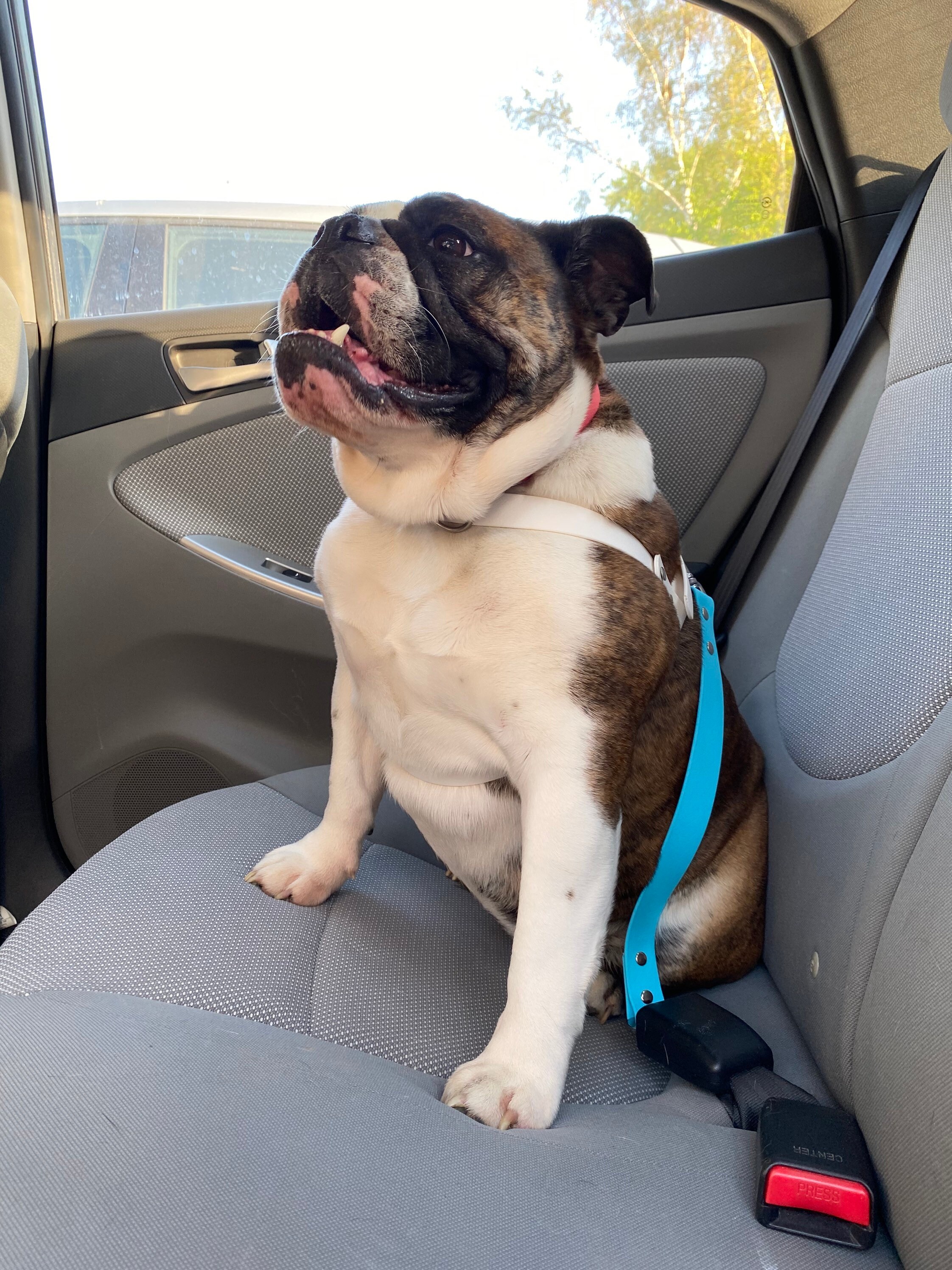 Waterproof Dog Seat Belt Biothane Leather 1 inch width Etsy