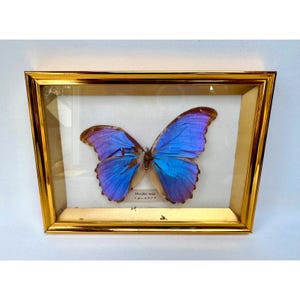 May include: A framed butterfly specimen with iridescent blue wings and a gold-colored frame. The butterfly is centered on a cream-colored background. The frame has a rectangular shape.