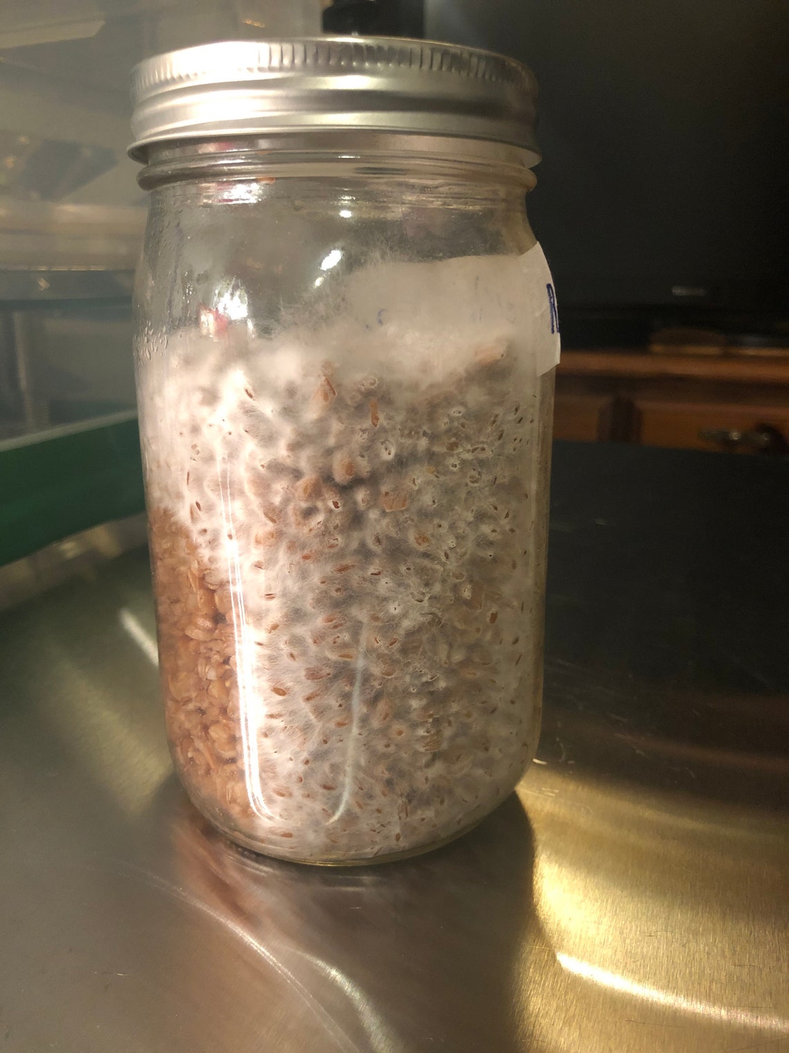 Grain Spawn Jar Enoke Colonized Etsy