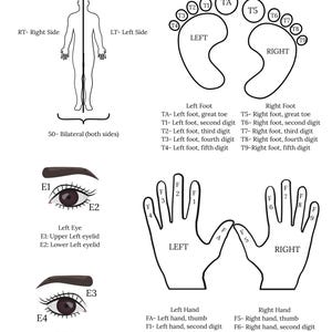 Anatomical Modifiers Cheat Sheet | Medical Coding PDF | Instant ...
