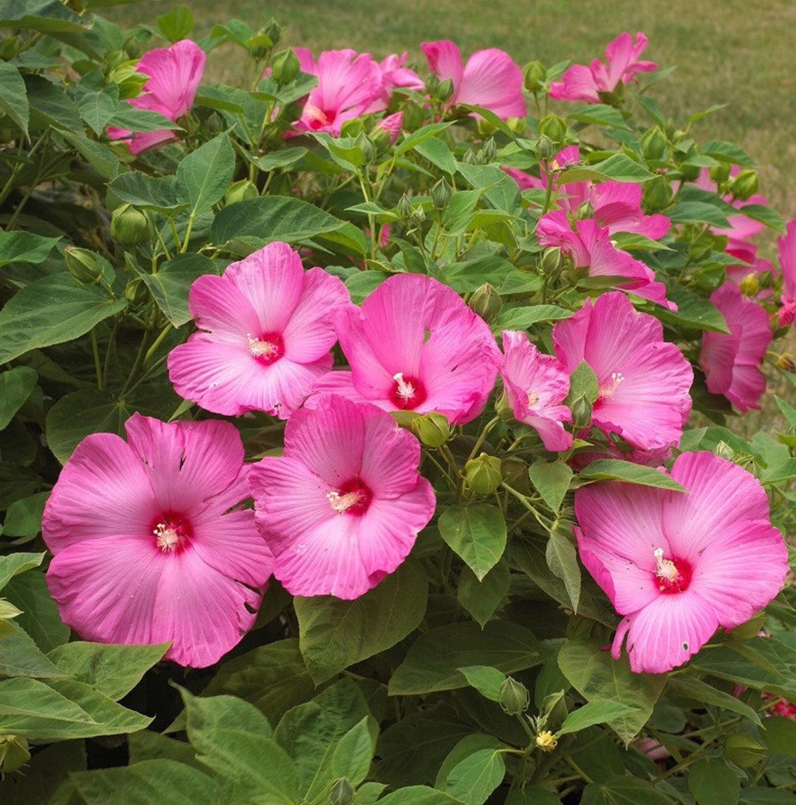 50 Dinner Plate PINK Hibiscus SEEDS Etsy