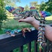 Crystal Wing Dragon - Flying Dragon - Articulated Fidget Toy Dragon 