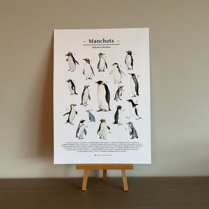 Penguin species poster French| penguin species | scientific animals poster | | animal poster watercolor painting | nature print | A3