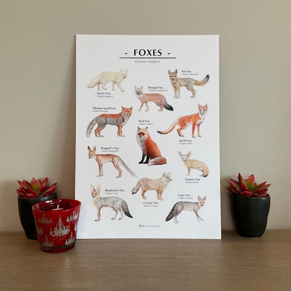 Fuchsarten Poster Englisch | Fuchsarten | wissenschaftliche Tiere Poster | | Tierposter Aquarellmalerei | natur drucken