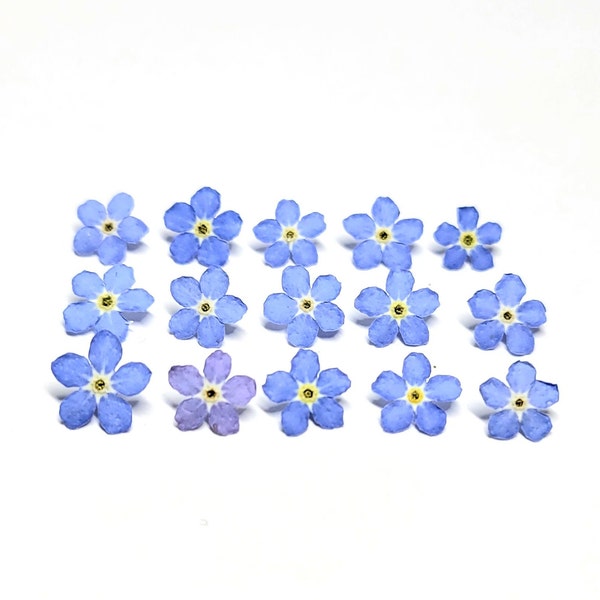 Organic Dried Forget Me Not Flowers