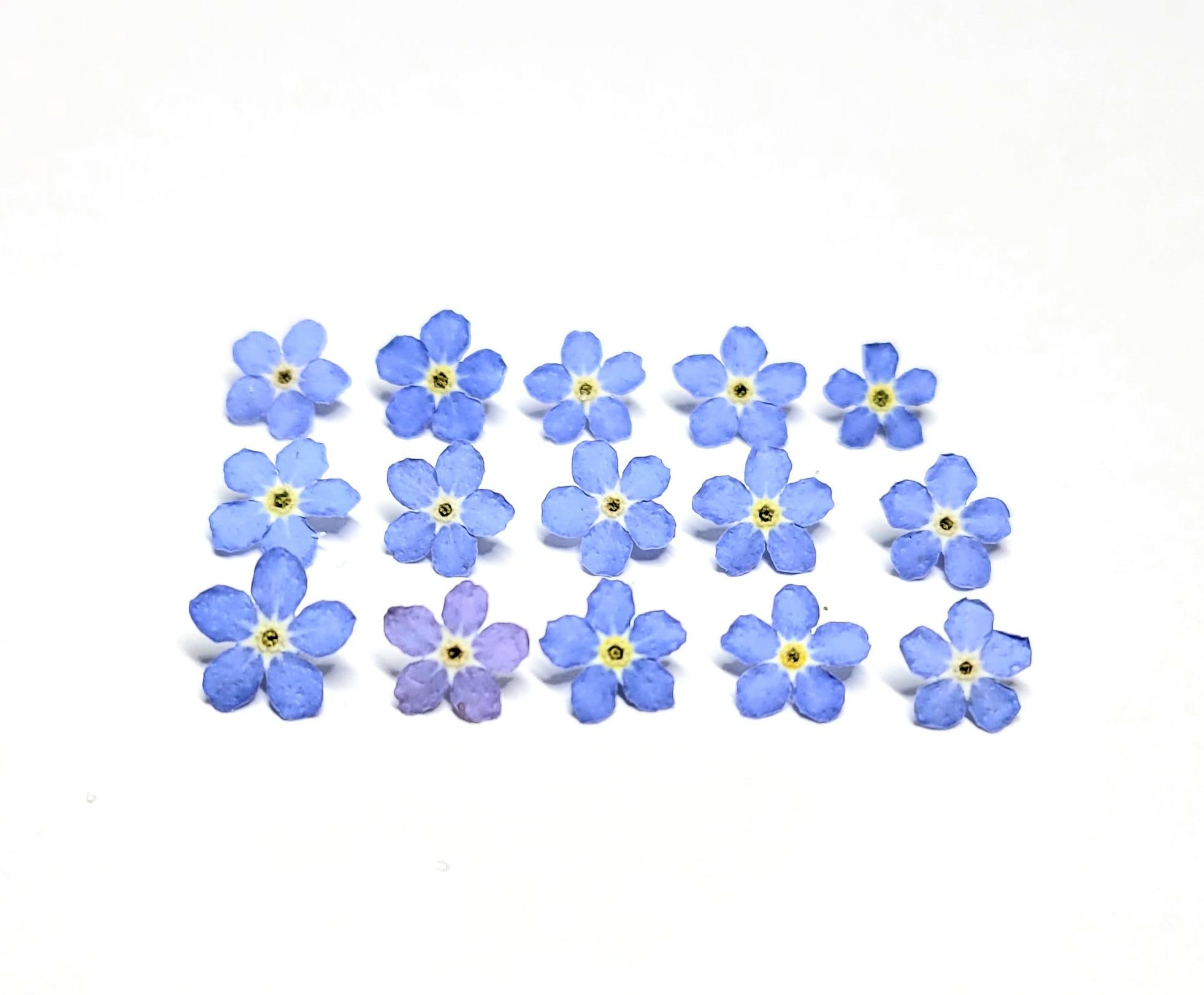 50 Pcs Natural Forget Me Not Pressed Dried Flowers Blue DonT Forget Me  Dried Fl