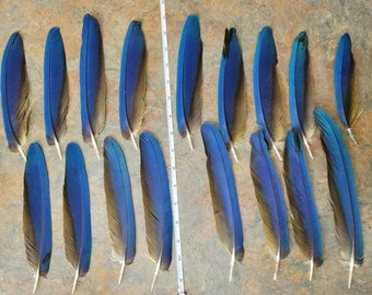 17 Small Blue and Gold Tail Feathers