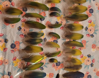 Hybred Shamrock Macaw Parrot Feathers