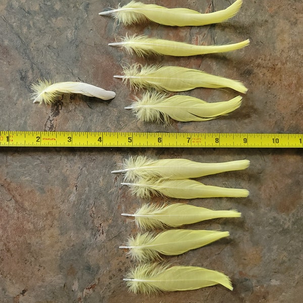 Yellow crown feathers from Greater Sulpher Crested Cockatoo