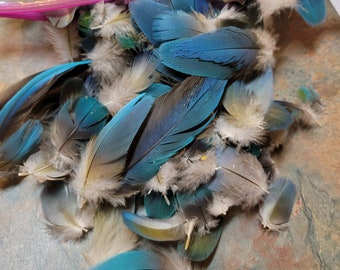 BULK Large bags of Blue and Gold Macaw Parrot Feathers
