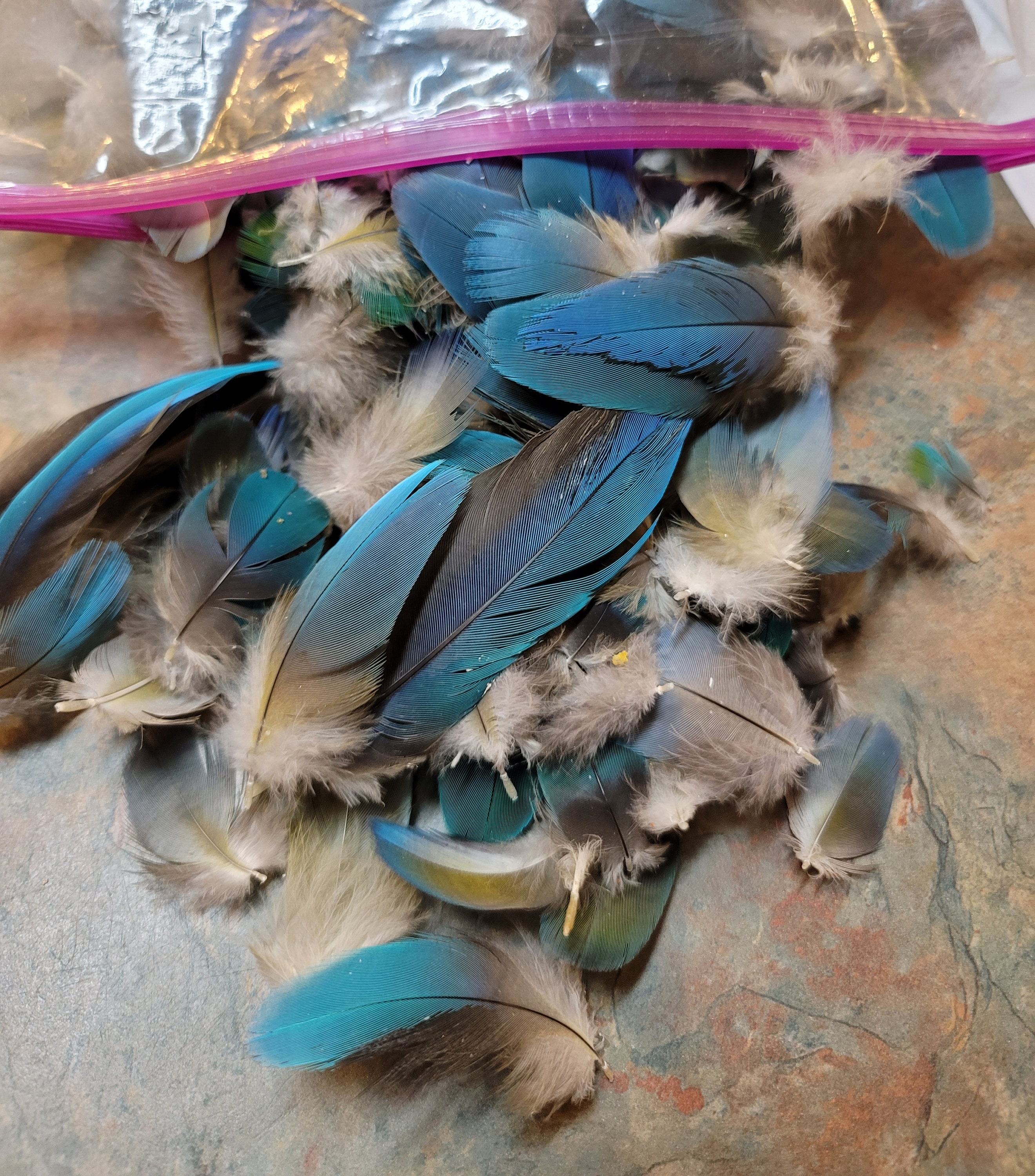 1/8 lb. Royal Blue Polka Dot Guinea Fowl Wing Quills Wholesale Feathers ( Bulk)