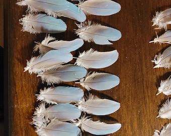 Blue shades of Quaker Parrot Feathers