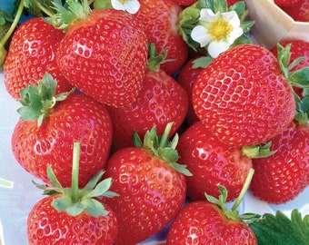 12-100 Evie-2 Everbearing Strawberry Plants-Flavorful, High-Yielding (Bundle of Strawberry Plants) Zone 4-8, Free Shipping.