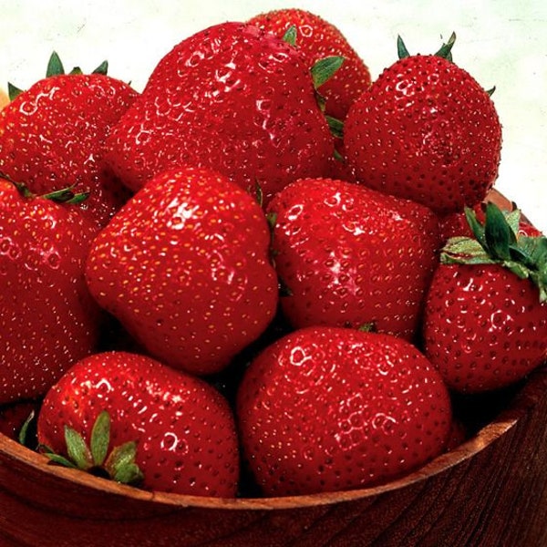 12-100 Evie-2 Everbearing Strawberry Plants (Bundle of Strawberry Plants)- Flavorful, High-Yielding Zone 4-8