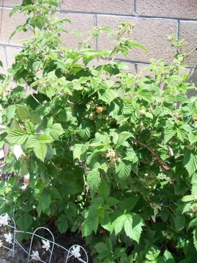 May include: A close-up of a green raspberry bush with several ripe yellow raspberries growing on the branches. The bush is growing against a brick wall.