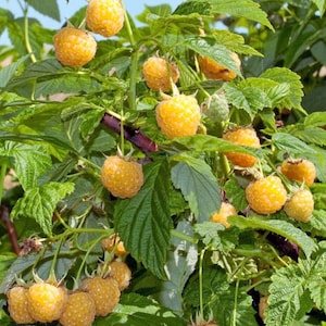 May include: A close-up of a branch of a yellow raspberry bush with ripe yellow raspberries. The raspberries are clustered together on the branch, and the leaves are green.
