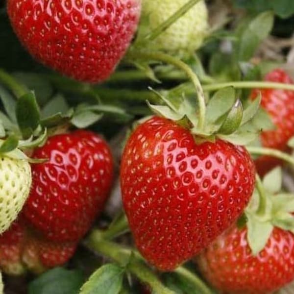 12-100 Strawberry Plants Jewel-Superb Quality and Flavor(Bundle of Bare Roots) Organically Grown, Zone 4-8.