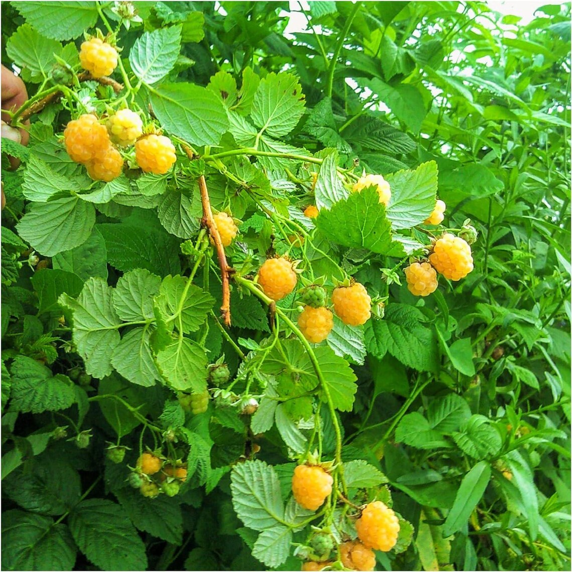 Dormant Raspberry Canes 2 Raspberry Plants