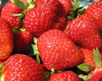 Black Strawberry Seeds Fragaria Organic Seeds, 200 1 Pack, Organic Seeds,  Garden Seeds - Etsy