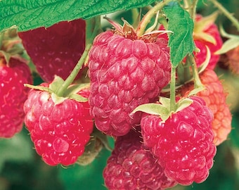 6 Raspberry Plants Caroline - Large Fruits, High-Yielding  (Dormant Bare Root Canes) Zone: 4-8